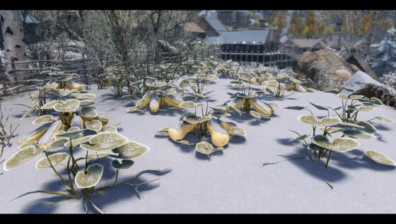 Skyrim Skyrim